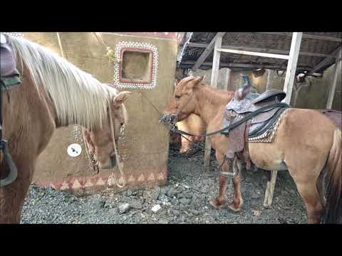 cute-and-funny-horse-videos-|-small-horses