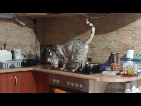 Коту не нравится запах человеческой еды:)