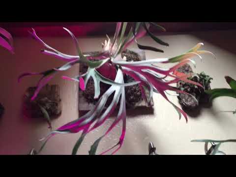 Video: Staghorn Fern Winter Care - Yuav Ua Li Cas Kho Ib Staghorn Fern Thaum Lub Caij Ntuj No