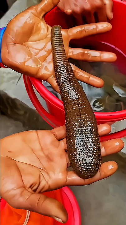 Why This Man Needs 2 Liters of Blood Daily for His Leeches? 🤔