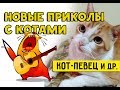 ПРИКОЛЫ С КОТАМИ, КОТОРЫЕ СДЕЛАЮТ ВАШ ДЕНЬ