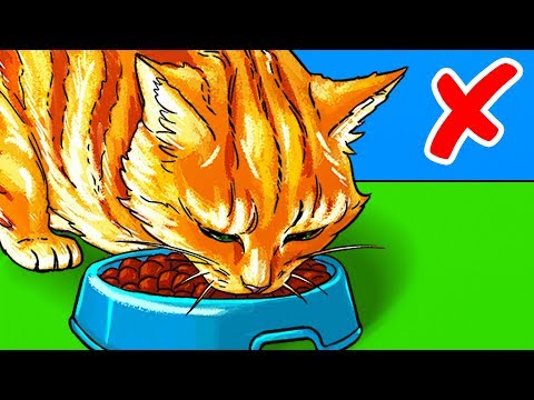 Video: Kuru Mama Kediler Için Neden Zararlıdır?