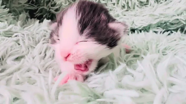 Watch the video about Maine Coon Male Maine Coon Kitten Blue Shaded Tabby/White 💙🤍