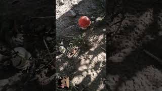 Walk With Jessie. Mushrooms. Семейка Мухоморов.