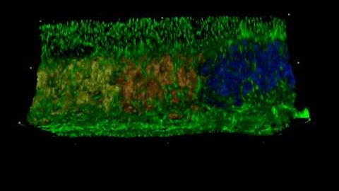 journal.pone.0007429.s004.mov