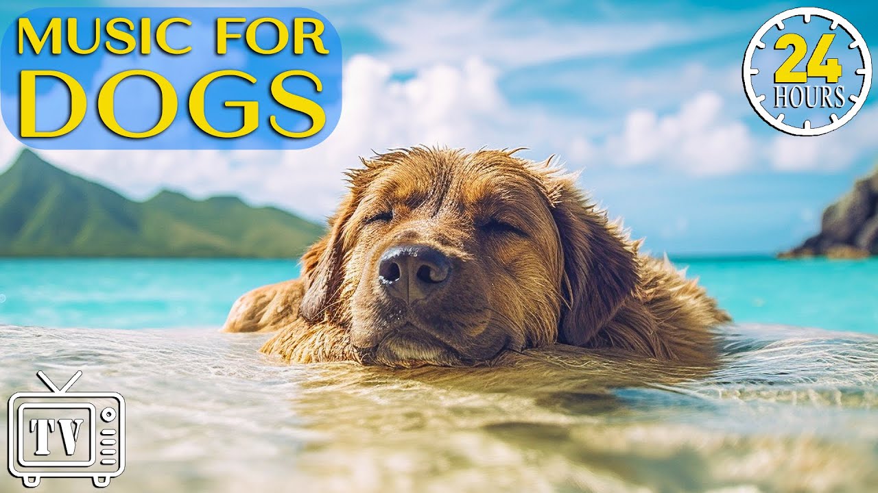 ⁣24 Hours of Anti Anxiety Music for Dogs: Cure Separation Anxiety with Sleep Music Dogs & Calm St