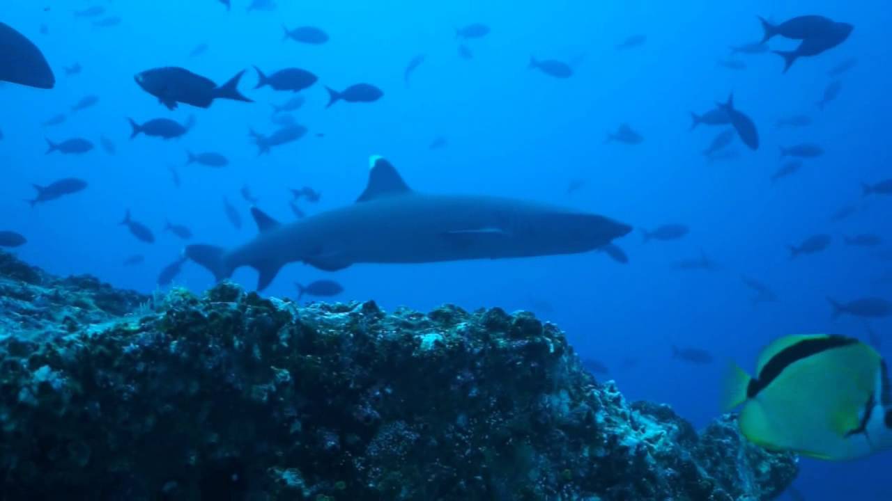 PACIFIC DIVING VIDEO