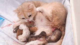 Cat giving birth to 5 beautiful kittens.