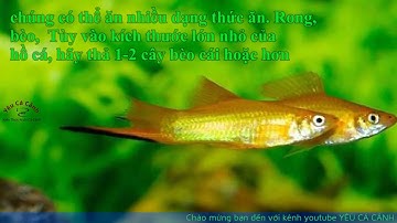 Các loại cá đuôi kiếm – đặc điểm và cách chăm sóc