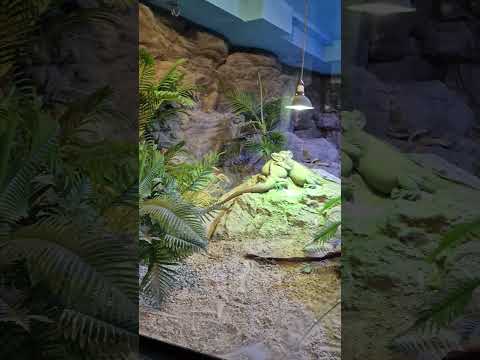 Wearing High Heels In Tropical Aquarium! 🥰😘