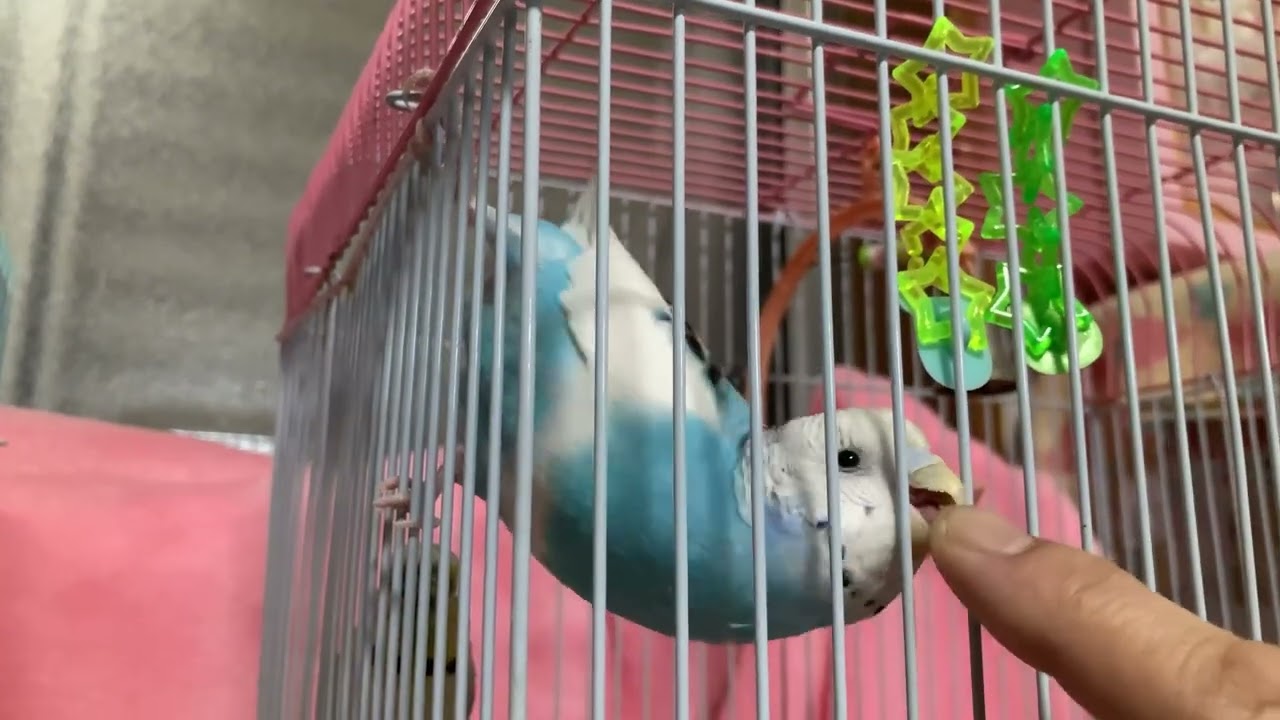 セキセイインコの雑学