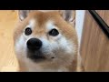 815の日は記念日！柴犬ハチ家のお祝いだよ