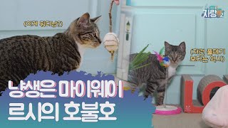 showoff 냥생은 마이웨이! 르시의 호불호 - 집사인 게 자랑2 5화 비하인드 171122 EP.5