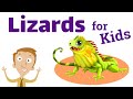 Lizards for Kids | Homeschool Pop