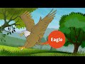 Birds Name in English || Birds Name for Kids || Birds Name with Spelling