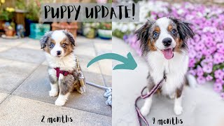 PUPPY UPDATE! Mini/Toy Aussie Growth from 2 months to 9 months! (training, tips, etc!)