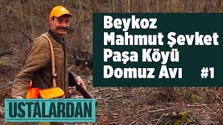 Beykoz Mahmut Şevket Paşa Köyü Domuz Avı 1  Ustalardan - Yaban Tv - Wildboar Hunting Turkey