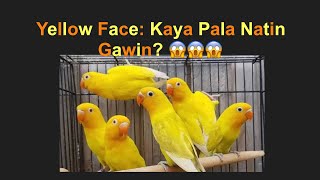 Yellow Face Kaya Pala Gawin Locally?