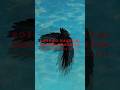 細野晴臣 - MABUI DANCE #2(From Album “MEDICINE COMPILATION”)