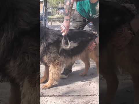 Video: Come prevenire e curare Clipper Burn dopo Dog grooming o rasatura