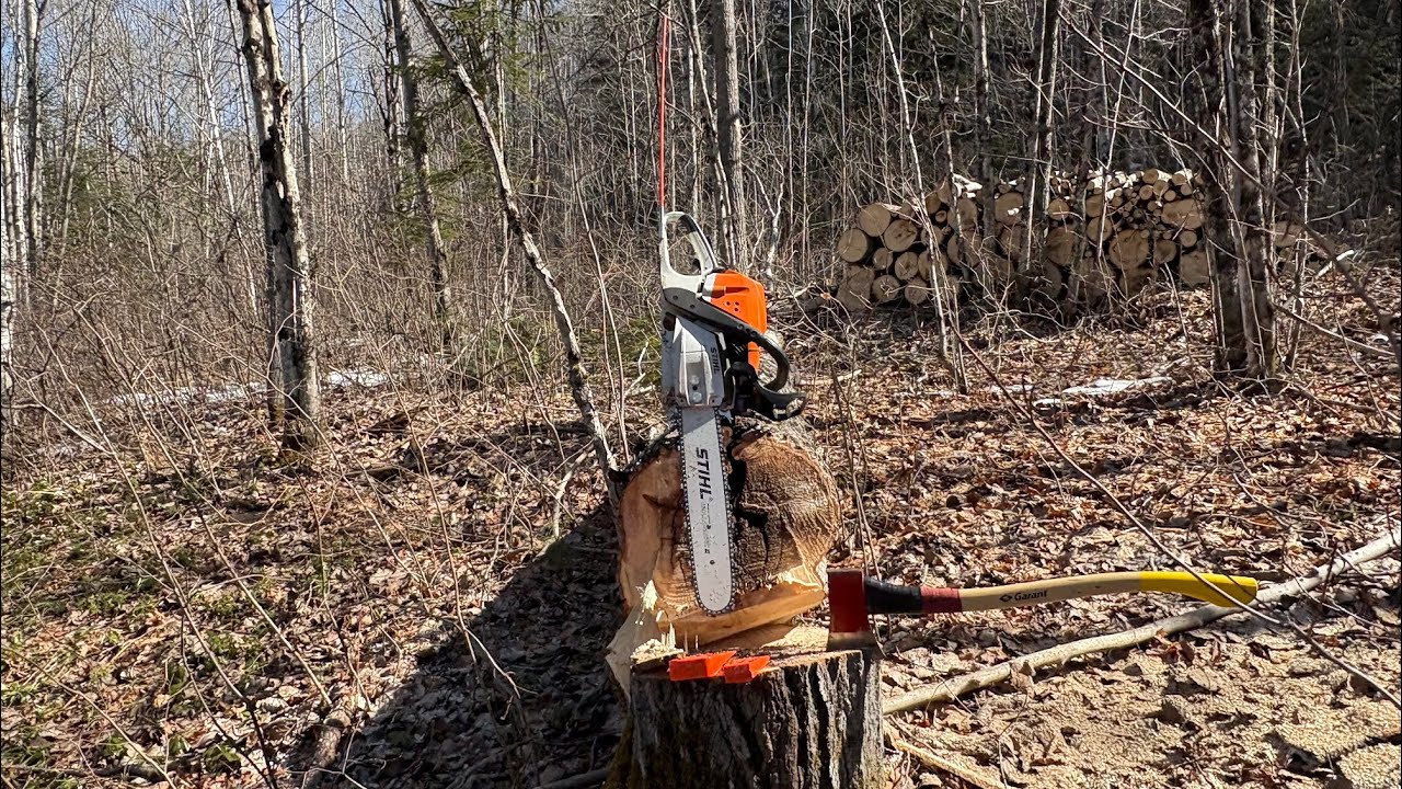 tree felling with wedges - YouTube