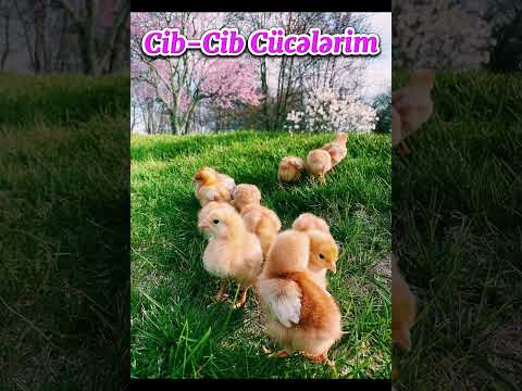 Cip-Cip Cücelerim (AI Cover)