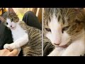 グルーミングに夢中になりすぎて白目をむく子猫