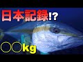 【魚突き】記録級ヒラマサとの死闘【kingfish】【spearfishing】