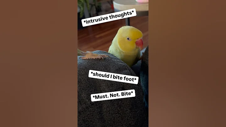 Intrusive thoughts? Not today! #talkingbird #talkingparrot #couple #couplegoals #family #parrot
