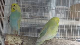RAINBOW AND GREYWING UPDATE by Pinoy na Aussie pa 655 views 1 year ago 5 minutes, 51 seconds