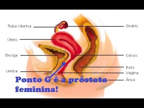 anatomía de la glándula prostática qa