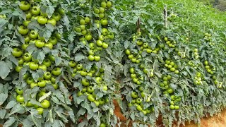 टमाटर की खेती | tamatar ki kheti kaise kare | tomato farming in india