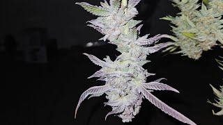 Weed is Better Homegrown, @thegrowunderthestairs @greenhouseamsterdam @VeldezDaGrower