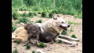 旭川市旭山動物園［公式］ on X: 