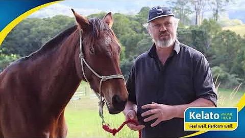 Dr Ben Sykes on dependability and reliability in gut health supplements for our horses.