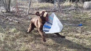 Dog settles score with the cone of shame after being neutered