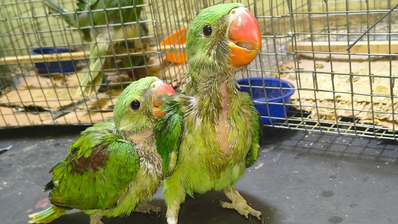 New parrot 🦜🐦 ka video parrot ka video 📷