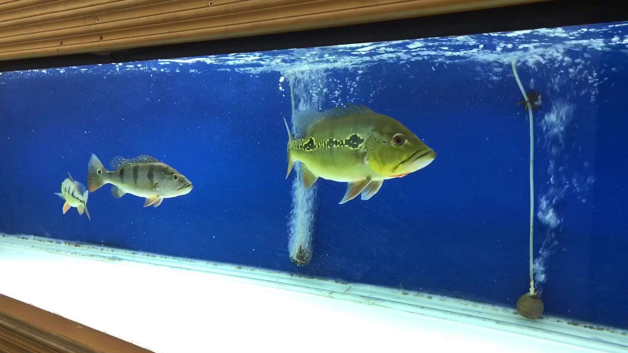 Orinocensis Peacock Bass tank YouTube