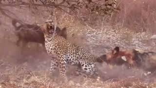 शेर जैसे जानवर भी घायल होने से नहीं बच पाते / 10 Injured Big Cat Moment