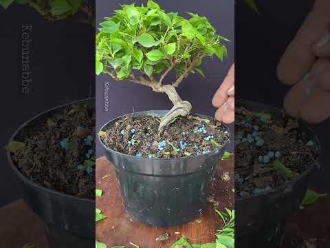 Pemupukan rutin bougenville #npk