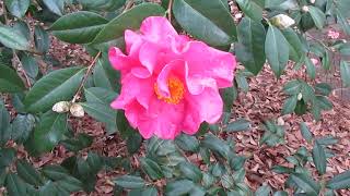 Camellia Garden Tour