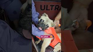 Linga Guli Guliair Jailedshorts pugpetloverdogscuteviralshortsfunnyadorablepugshortspets