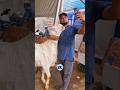 Selfie With Bakra😍 🤳 #bakraeid #bakraeid2026 #bakraeidspecial #bakra #goats #trending #biggoats