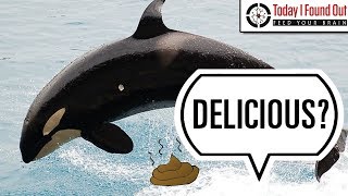 Why Do People Eat Whale Poop?...