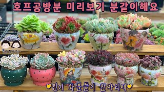 24.04.29 호프 인기쟁이 분들로 미리보기 분갈이해요/ 모래요정 다육식물 (多肉植物) (たにくしょくぶつ) Korean Succulent