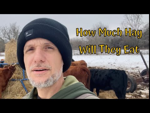How Much Hay Will Dexter Cows Eat