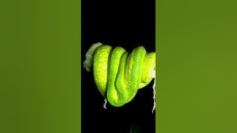 Green Tree Python