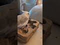 Donut charcuterie board time #cockatiel #birds