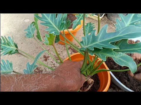 Video: Split Leaf Philodendron Care – Lær om å dyrke en Philodendron Selloum-plante