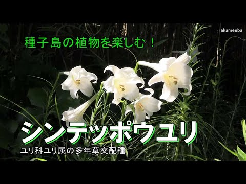 シンテッポウユリ 真夏に茎の上部に総状花序をつけラッパ状の白い花を